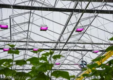 A bay with LED top lighting at Golden Acre Farms. Chibanti said that aside of the high investment cost, he also misses the top heat with LEDs.