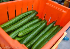 Less than 1% of all picked high wire cucumbers at Golden Acre Farms end up as class 2 produce.