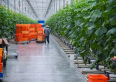 "Golden Acre Farms is using integrated biological crop protection as much as they can. "We try to last as long as possible without spraying, we are almost an organic nursery, aside from the substrate and synthetic fertilizers"