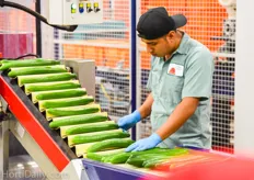 Al picked cucumbers go through a final quality check before they go to a shrink wrap installation.