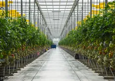 This 15 acre greenhouse is part of a 30 acre expansion that was completed by Thermo Energy Systems in 2013. Both 15 acre greenhouses are used for the cultivation of tomatoes on the vine.
