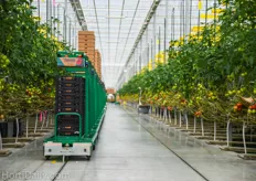 This is the other 15 acre greenhouse. Both greenhouses are connected with Metazet's Chain Track System. Full trolleys will be automatically sent to the processing area, while empty trolleys will be returned to the harvesting crew.