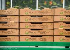 The crops are being harvested directly into the end packaging in some occasions. All the produce is marketed to major retailers like Costco, and the tomatoes are shipped in 11, 13 or 4.4 pound packaging. (5,6 or 2 kilo).
