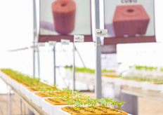 Peatfoam remains a very interesting propagation material. It was on display at the high tech demo site.