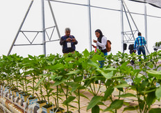 bell pepper demo : Cultilene stone wool blocks on Forteco coco.