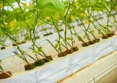 Cucumbers on Peatfoam substrate