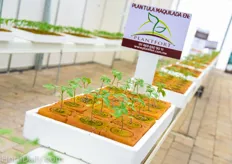 Plants propagated on Peatfoam by Plantfort.