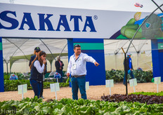 Sakata's open field trials.