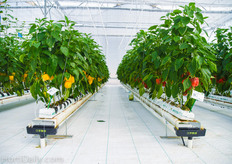 P-TRE gutters at the Syngenta demo