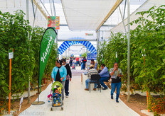 Hazera's medium tech demo.