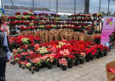 Local growers sold poinsettias at the exhibition.