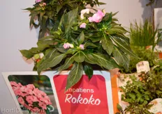 "Impatiens Rokoko is the novelty of Globe Plant. Jolanda Nieuwenhuijze: "We hope to receive the Glazen Tulp Award 2017 with this special plant"."