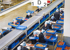 Tomatoes are a major product for GreenPack. Annually they pack 85 million kg of tomatoes.