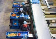 Tomato sorting and packaging. On a total of 300 hectare of tomatoes, 15 varieties are grown. All the tomatoes are picked in the blue crates at the greenhouse companies. They're packed in the customer preferred packaging and sorting at GreenPack.