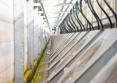 On both sides of the greenhouse, you can find these air treatment installations. Outside air is being treated before it enters the greenhouse.