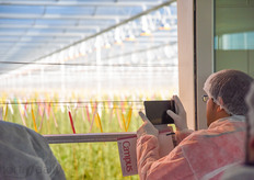 The canteen provides a nice overlook over the crops.