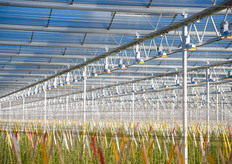 The growing in Dinteloord is completely pesticide-free. Harmful insects are kept out in an environmentally friendly way, using the over-pressure in the greenhouse and insect mesh around the air vents.