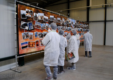 Taking a peek at the company's history. RedStar has been growing tomatoes for over sixty years.