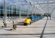 The tomatoes are harvested directly in these blue crates. Those are shipped towards a central packing facility in the Westland area.