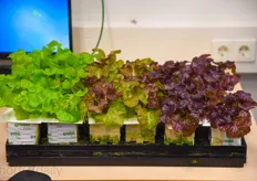 At GrowWise many types of LED applications are researched - for example what can be achieved with LED in lettuce crops in terms of taste, quality, production, nutritional value and colour.