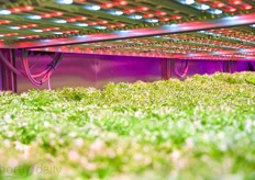 The 234m2 facility was opened last year and is one of the world’s largest dedicated research facilities for horticultural LED application.