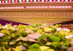 Multi layer strawberry cultivation without daylight, interesting!