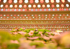 Three types of lighting are being tested.