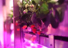 With the help of LEDs, also the Brix of the fruit can be manipulated.