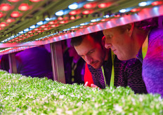 Israeli leafy greens growers taking a closer look at crop quality