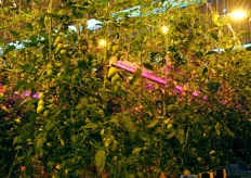 The solution is a combination of HID lighting, , and Philips LED GreenPower interlighting.