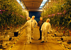 After achieving excellent results by growing plum tomatoes under LED lights, Wim Peters decided to light his Tasty Tom tomatoes with LEDs as well, starting in the fall of 2014.