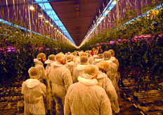 Peters grows both Tasty Tom tomatoes and plum tomatoes under LED lights.