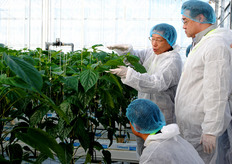 Checking out the quality of the crop