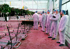 Again, strawberries under LED. There's a small competition between the growers here and at the GrowWise Centre: which cultivation produces the sweetest, the best strawberries?