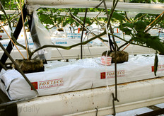 Last test: the comparisation of rockwool and coco substrates. Following the tour and lunch, Mr. Wim van der Ende (Manager SupportDesk) provided a presentation on Next Generation Growing explaining the background and systems used in this approach and how to achieve an energy efficient cultivation.