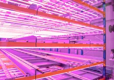 Currently the demo set up at Urban Crops consist of a farm of 8 layers. Each layer has 4 rows of 18 meter with growtrays/crates. This results in 448 trays in this tower.