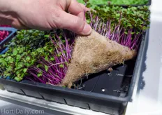 The Grow-Tech Biostrate felt for microgreens production. See also: http://www.hortidaily.com/article/12684/new-biobased-textile-specifically-engineered-for-hydroponic-microgreens