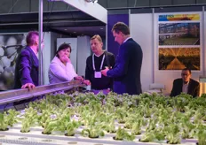 Hydroponic lettuce system at Helle-Tech.