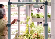 Hydroponic home gardening set up from GrowWall.