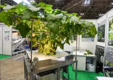 Hydroponic melon tree cultivation system from Machida.