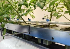 This kind of grow set ups really illustrate that the focus of domestic research and development in Japanese horticulture is very tech driven and the result of the plant output is not always the most important issue…