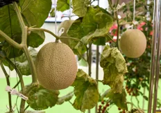 Hydroponic melons are a popular high wire greenhouse crop in Asia.