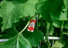 The cucumber grower told that he pays special attention to the integration of bio-controls. Red spider mites are a big threat, hence they introduce Swirskii Californicus sachets as early as possible.
