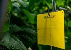 Yellow sticky plates are used to scout on pests.