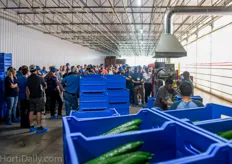 All of the cucumbers are transported to a central area where they are sorted, shrink wrapped and packed.