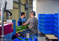 Employees manually empty the crates and perform a final quality check before the cukes are shrink wrapped individually.