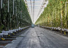 The Venlo greenhouses in Niagara-on-the-Lake are equipped with double screen cloth installations and are heated with natural gas boilers. The boilers are also used to generate CO2 and a heat storage tank is used to optimize the energy strategies.