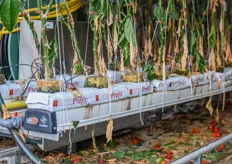 The crops are grown on double hanging gutters with triple washed coco substrates. Head grower Marty told that from next year on they will be growing everything on rockwool in order to shorten the crop change and start recirculating earlier.