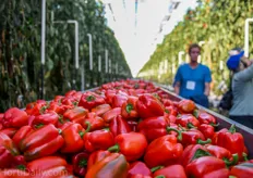 St. Davids Hydroponics is picking the last peppers and harvested about 30 kilo per square meter this year. By the end of October they will chop the crops and clean everything with water and bleach. Within three weeks the greenhouse is prepared for the new crop.