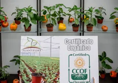 Certified Organic vegetable young plants from propagator Plantfort.